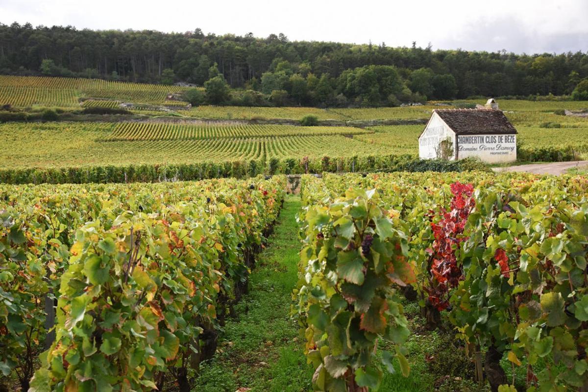 Le Richebourg - Charmant T2 Cosy, Tout Confort Gevrey-Chambertin Eksteriør billede