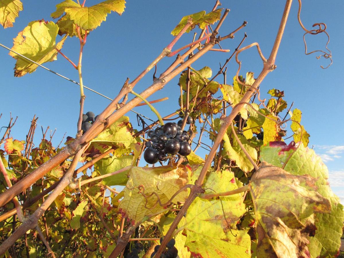 Le Richebourg - Charmant T2 Cosy, Tout Confort Gevrey-Chambertin Eksteriør billede